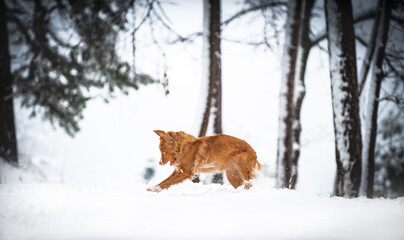 dog in snow