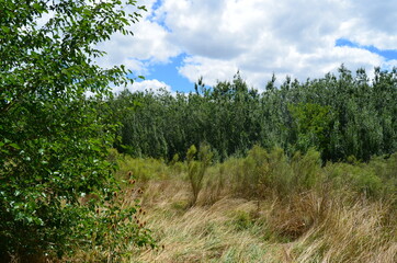 landscape with trees