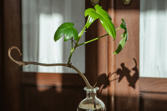 Philodendron pedatum Florida squamiferum, old barn with fresh green leaves, indoor plant propagation, upcycling the old rum botle, leaf liten by the sun and the shadow in the background