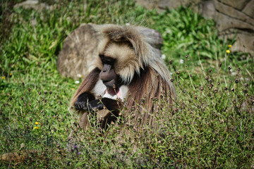 baboon in wild place project in bristol,UK.