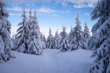 Beautiful winter landscape. Trees covered in snow. Blue sky. Path in winter forrest. Beautiful...