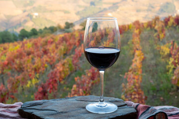 Glass of Portuguese red dry wine, produced in Douro Valley and old terraced vineyards on background in autumn, wine region of Portugal