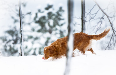 dog in snow