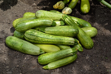Zucchini harvest in summer. Marrow vegetables. Fresh courgette summer harvest. Organic zucchini in the garden.