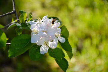 Apple tree blossom. Spring fruit tree blooming. Apple flowers background. Young spring nature photo.