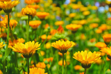 Calendula flowers. Marigold herbal plant. Beautiful flower in wild nature. Garden herb blossom. Calendula fresh bloom.