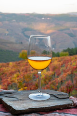Glass of Portuguese white dry wine, produced in Douro Valley and old terraced vineyards on background in autumn, wine region of Portugal