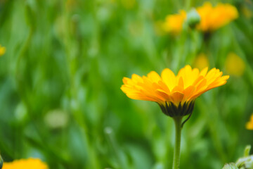 Calendula flowers. Marigold herbal plant. Beautiful flower in wild nature. Garden herb blossom. Calendula fresh bloom.