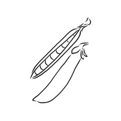 Hand drawn sketch peas sketch set. Vector organic food illustration isolated on white background. pea vector sketch illustration