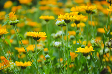 Calendula flowers. Marigold herbal plant. Beautiful flower in wild nature. Garden herb blossom. Calendula fresh bloom.