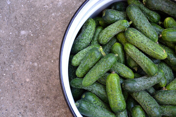 Cucumbers harvest in summer. Fresh pickle ready for canning. Cucumbers for salads or canning. Summer vegetables. Organic agriculture in village.
