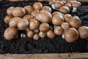Brown champignons mushrooms growing in underground caves in Kanne, Belgium