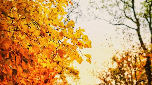 autumn leaves background