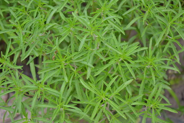 Savory plant in vegetable garden. Organic fresh herb. Savory leaves defocused background. Satureja Hortensis herb plant.