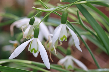 Obraz premium Snowdrops flowering in Spring