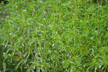 Fototapeta na wymiar Savory plant in vegetable garden. Organic fresh herb. Savory leaves defocused background. Satureja Hortensis herb plant.
