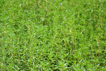 Savory plant in vegetable garden. Organic fresh herb. Savory leaves defocused background. Satureja Hortensis herb plant.