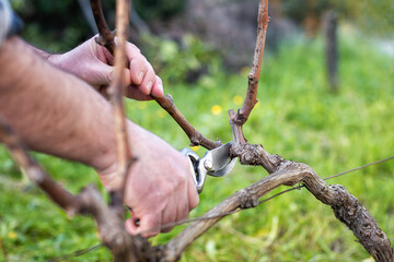 Close-up of a vine grower hand. Prune the vineyard with professional steel scissors. Traditional agriculture. 