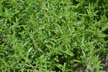 Fototapeta na wymiar Savory plant in vegetable garden. Organic fresh herb. Savory leaves defocused background. Satureja Hortensis herb plant.