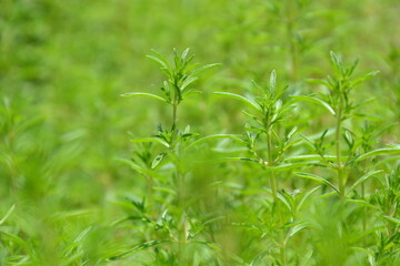 Savory plant in vegetable garden. Organic fresh herb. Savory leaves defocused background. Satureja Hortensis herb plant.