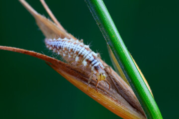 Aphid lions live on wild plants in North China