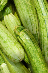 Zucchini harvest in summer. Marrow vegetables. Fresh courgette summer harvest. Organic zucchini in the garden.