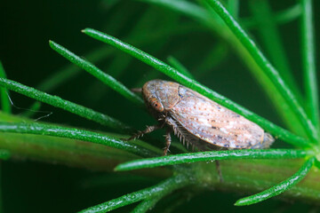 Leafhoppers live on wild plants in North China