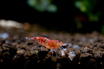 Crystal red dwaf shrimp look for food in aquatic soil with green and dark background in freshwater aquarium tank.