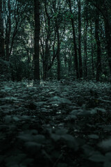 Fototapeta premium La forêt Normande