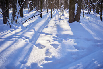 winter forest on a sunny day. trees, path, ski track