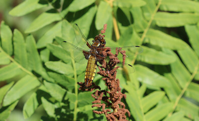 Plattbauch - Broad-bodied Chaser