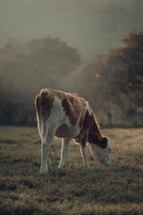 Vaca