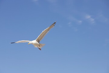 Fototapeta premium L’envol de la mouette