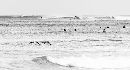 pélican au-dessus de vagues en train de dérouler avec des surfeurs en noir et blanc sur la plage...