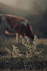 Vaca