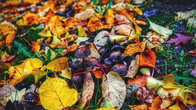 colorful autumn leaves