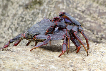 rote_Klippenkrabbe