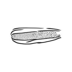Corn, Maize or Zea mays, vintage engraving. Monochrome illustration with corn on a light background. Illustration, vector, isolated. corn vector sketch illustration