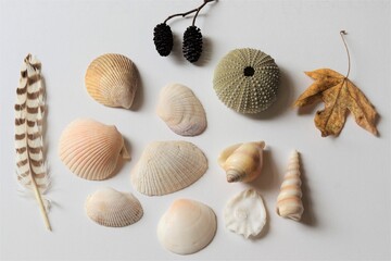 Flatlay Still Life with Shells, Sea Urchin, Feather, Alder Cones and Autumn Leaf Against a White Background
