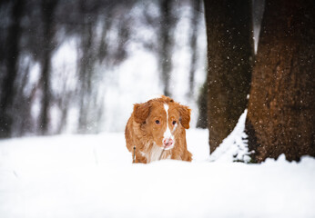 dog in snow