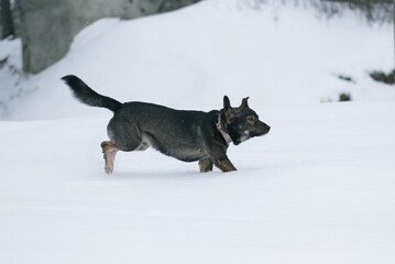 A homeless dog runs across a snow-covered field near the forest.