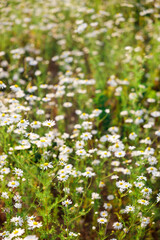 Blooming chamomile field. Summer wildflowers and mid-summer. Smells and scents of meadows and nature. Pollen allergy.