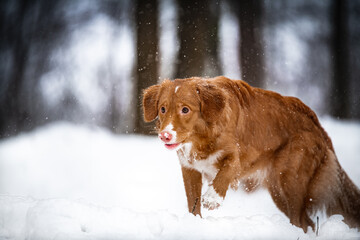 dog in snow