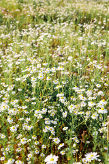 Blooming chamomile field. Summer wildflowers and mid-summer. Smells and scents of meadows and nature. Pollen allergy.