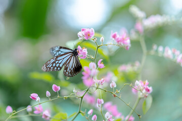 Close up of a butterfly in Malaysia