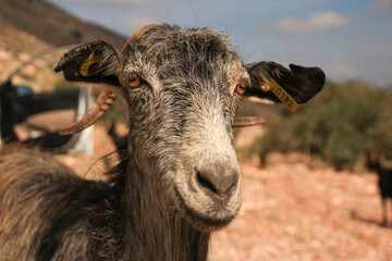 close-up of a goat in the mountains