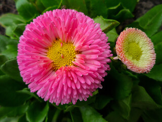 pink daisy flower
