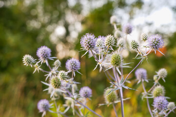 Beautiful inflorescences of Echinops close-up on a green background in the rays of the setting sun.