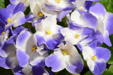 Fototapeta na wymiar violet flowers