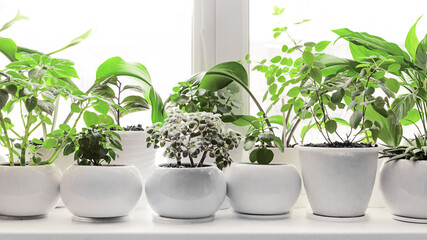 House plants. Potted green plants on the windowsill. Home decor and gardening concept. Front view. Soft focus.